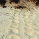 38- Traces de tortue 